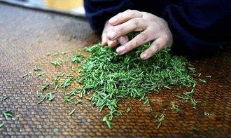 茶叶的制作过程视频,从采摘到品茗的完美蜕变